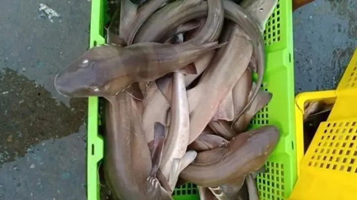 Cá Nhám Đuôi Dài Là Gì? Phân Biệt & Hướng Dẫn Nuôi Chi Tiết Cá Nhám Đuôi Dài Là Gì? Phân Biệt & Hướng Dẫn Nuôi Chi Tiết
