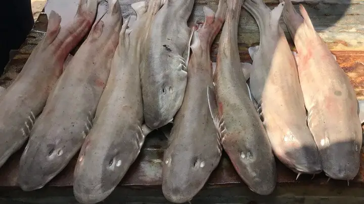 Cá Nhám Đuôi Dài Là Gì? Phân Biệt & Hướng Dẫn Nuôi Chi Tiết Cá Nhám Đuôi Dài Là Gì? Phân Biệt & Hướng Dẫn Nuôi Chi Tiết