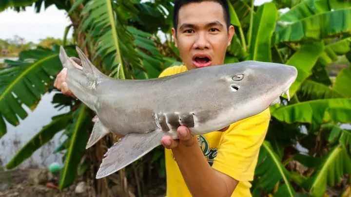 Cá Nhám Đuôi Dài Là Gì? Phân Biệt & Hướng Dẫn Nuôi Chi Tiết Cá Nhám Đuôi Dài Là Gì? Phân Biệt & Hướng Dẫn Nuôi Chi Tiết