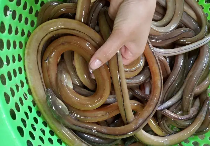 Nguồn gốc của cá nhệch