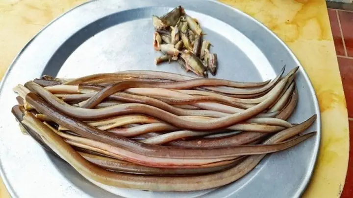 Mẹo sơ chế cá nhệch sạch sẽ, hết nhớt