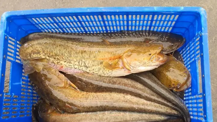 Cá nheo khác cá trê như thế nào: Hướng dẫn phân biệt chi tiết