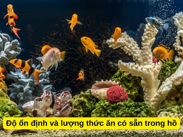 Cá Cảnh Nhịn Ăn Được Bao Lâu? Giải Pháp Chăm Sóc Khi Vắng Nhà