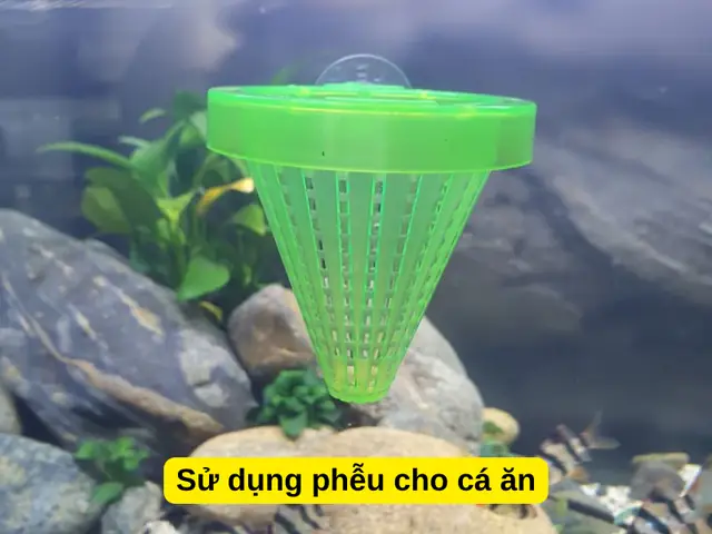 Cá Cảnh Nhịn Ăn Được Bao Lâu? Giải Pháp Chăm Sóc Khi Vắng Nhà