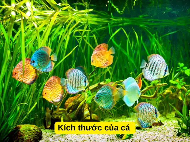 Cá Cảnh Nhịn Ăn Được Bao Lâu? Giải Pháp Chăm Sóc Khi Vắng Nhà