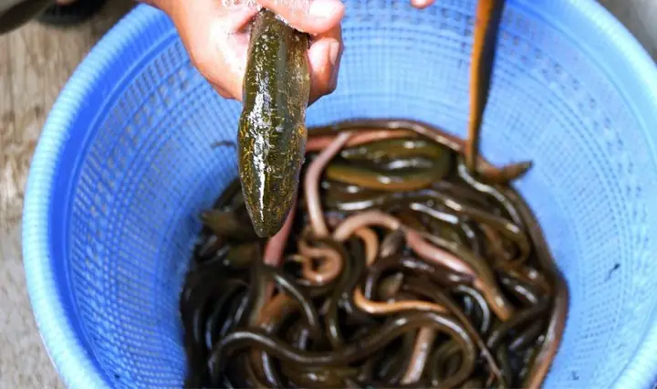 Cá nhỏ ăn lươn lớn: Thực hư và những điều cần biết