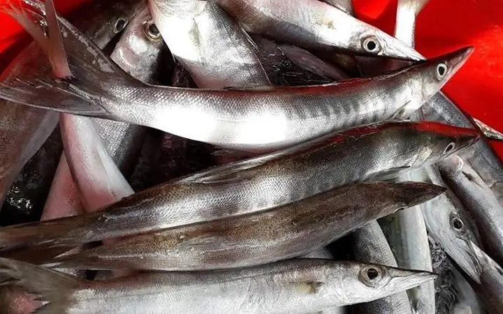 Cá Nhòng Nước Lợ: Đặc Điểm, Tập Tính Và Cách Nuôi Hiệu Quả