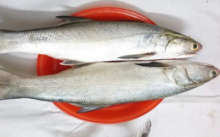 Kỹ thuật nuôi cá nhụ bốn râu thương phẩm hiệu quả trong ao nước biển