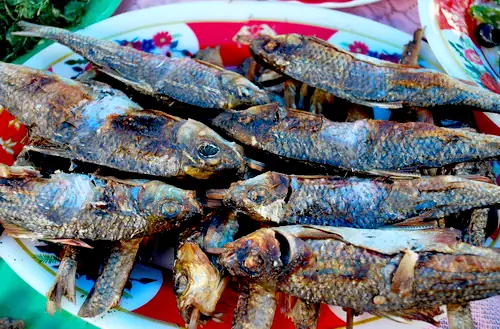 Cá Niên Quảng Nam: Từ Đặc Sản Đến Bảo Tồn Nguồn Gen Quý