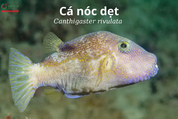 Cá nóc dẹt