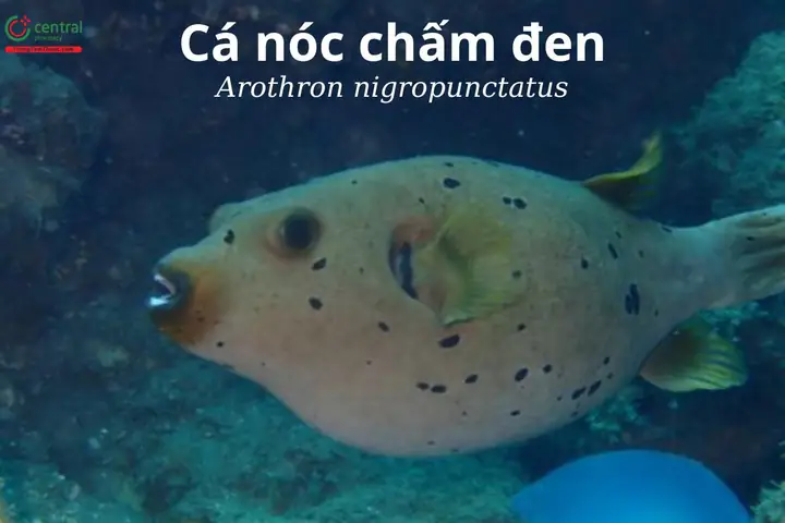 Cá nóc chấm đen