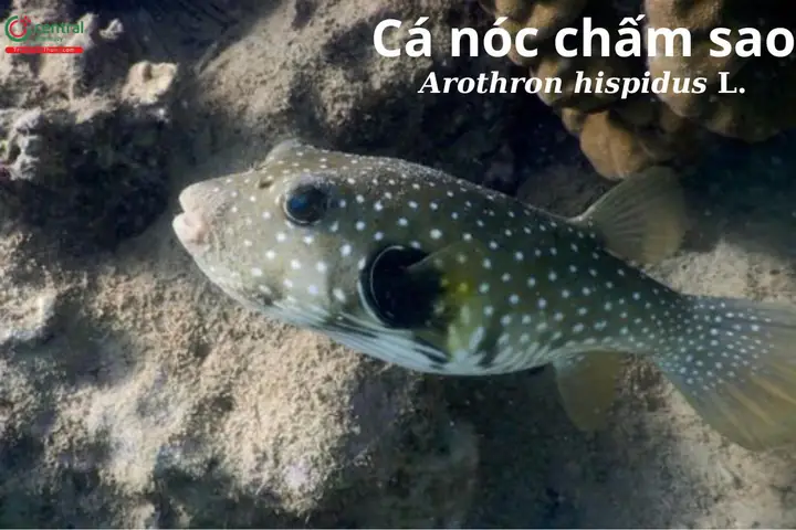Cá nóc chấm sao