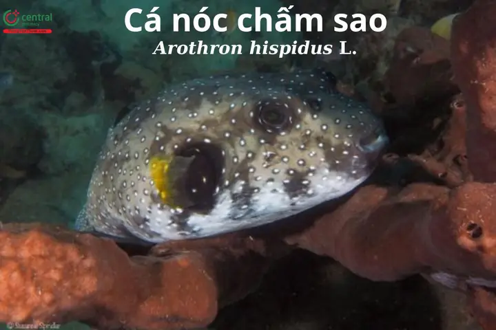 Cá nóc chấm sao