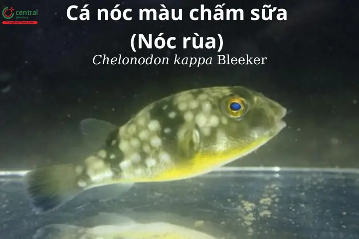 Cá nóc màu chấm sữa hay nóc rùa