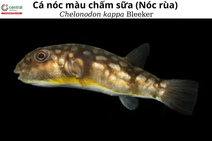 Cá nóc màu chấm sữa hay nóc rùa