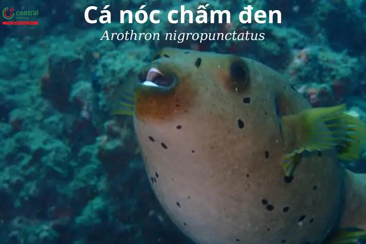 Cá nóc chấm đen