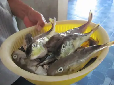 cá nóc mít nước ngọt