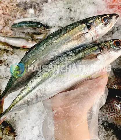 Cá Nục Suông Xanh: Khám phá loài cá biển giàu dinh dưỡng