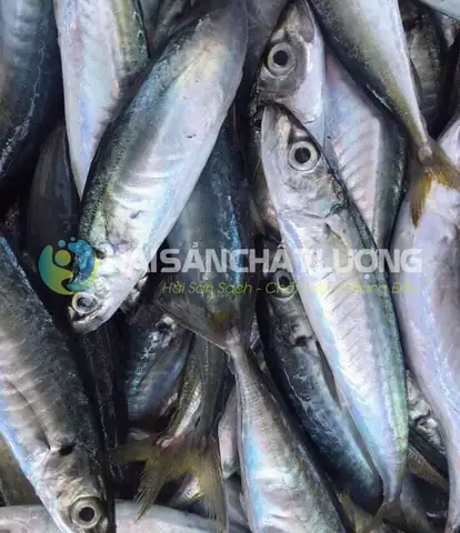 Cá Nục Suông Xanh: Khám phá loài cá biển giàu dinh dưỡng