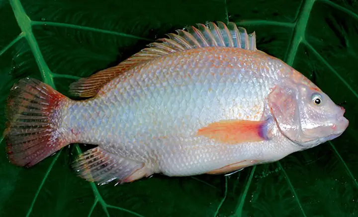 Cá Nước Ngọt Giàu Omega 3: Cẩm Nang Toàn Diện Cho Phụ Nữ Mang Thai
