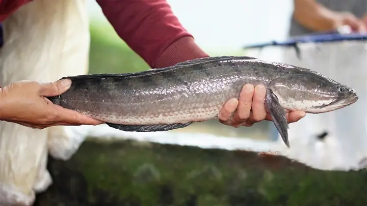 Cá Nước Ngọt Giàu Omega 3: Cẩm Nang Toàn Diện Cho Phụ Nữ Mang Thai