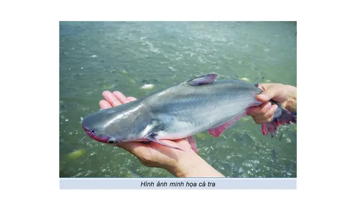 cá nuôi bể xi măng cá nuôi bể xi măng