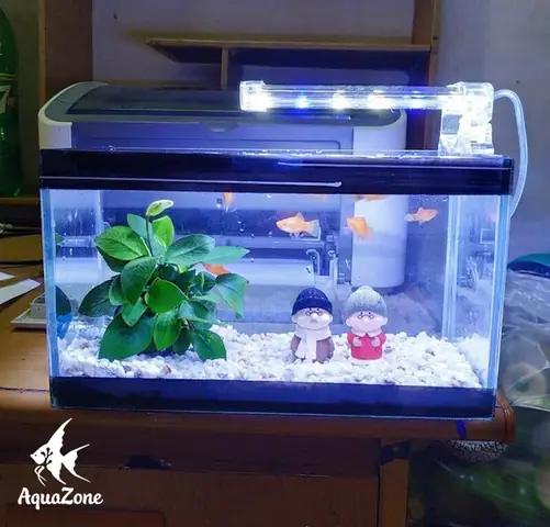 Cá Nào Phù Hợp Nuôi Trong Bể Thủy Sinh Mini Và Cách Chăm Sóc?