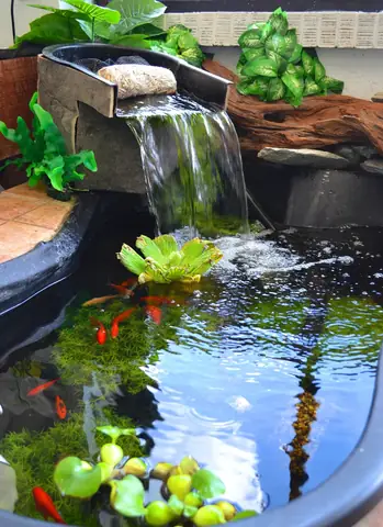 Tại Sao Cá Nuôi Trong Bể Xi Măng Bị Chết Và Cách Khắc Phục Hiệu Quả?