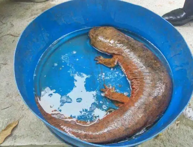 Cá Oa Oa Kêu: Tìm Hiểu Âm Thanh Độc Đáo Của Kỳ Giông Khổng Lồ