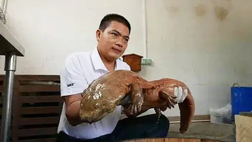 Cá Oa Oa Kêu: Tìm Hiểu Âm Thanh Độc Đáo Của Kỳ Giông Khổng Lồ