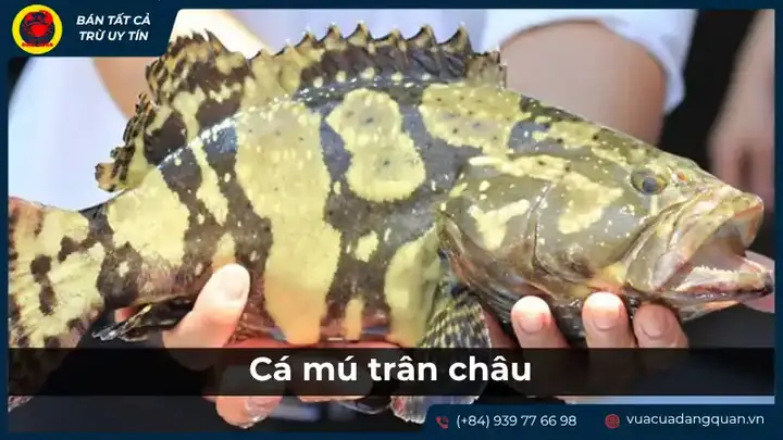 cá ông là cá gì