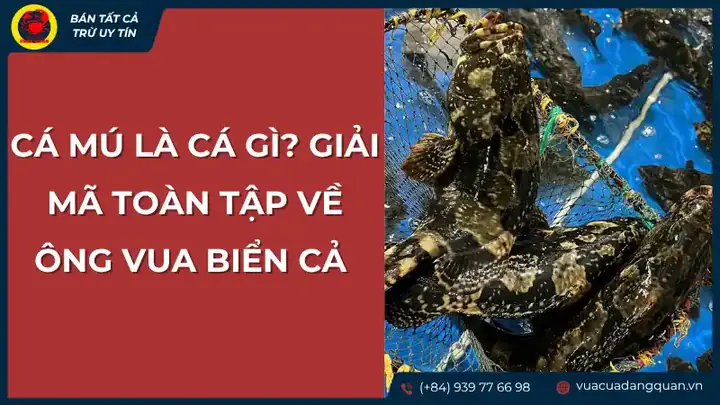 cá ông là cá gì