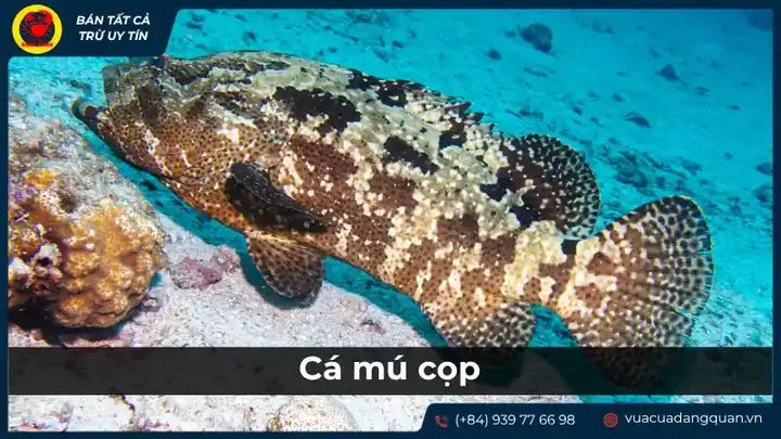 cá ông là cá gì