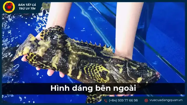 cá ông là cá gì