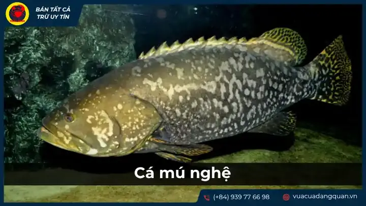 cá ông là cá gì