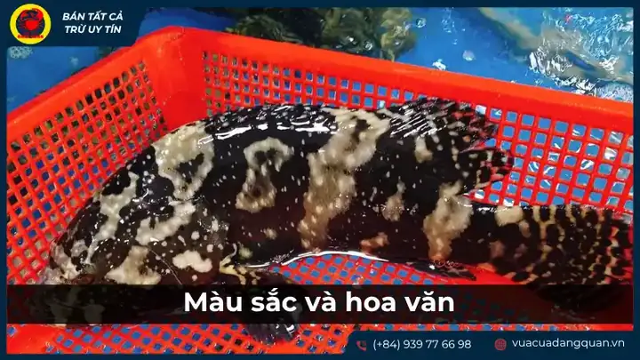 cá ông là cá gì