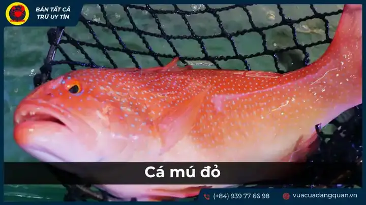cá ông là cá gì