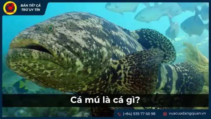cá ông là cá gì