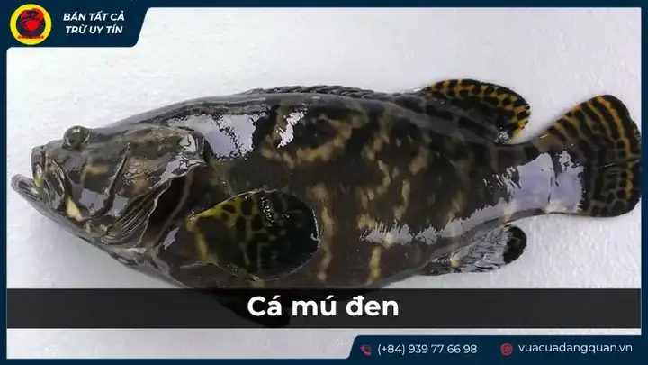 cá ông là cá gì