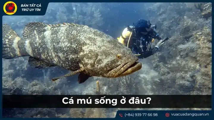 cá ông là cá gì