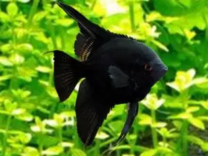 Cá Ông Tiên Đen: Đặc Điểm, Cách Chăm Sóc Và Những Điều Cần Biết