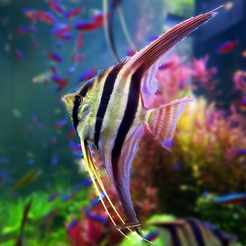 Cá Ông Tiên Orinoco Angelfish, với sọc đỏ và thân bạc ấn tượng