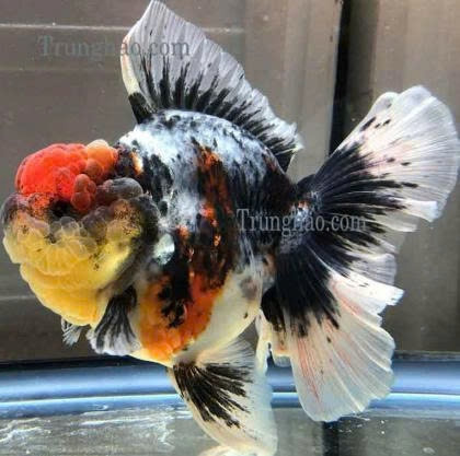 Cá Oranda đuôi lụa với bộ vây mềm mại và dáng vẻ sang trọng