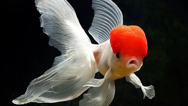 Cá Phát Tài Nên Nuôi Mấy Con Để Hút Lộc, May Mắn, An Khang?