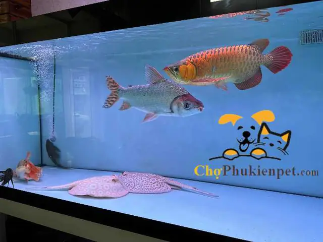 Cá Phi Phụng Ăn Gì Để Khỏe Mạnh & Phát Triển Toàn Diện?