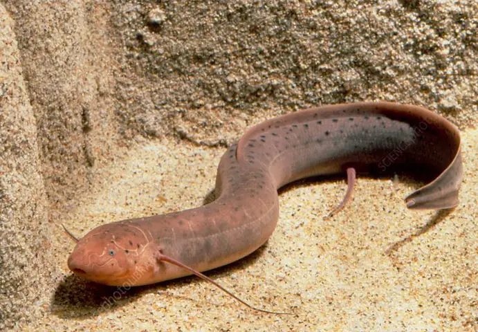 Loài cá duy nhất trên thế giới có thể sống 5 năm không cần nước- Ảnh 1.