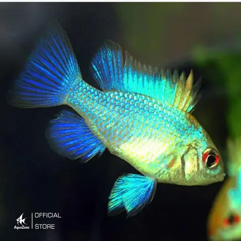 Cá Phượng Hoàng Ăn Gì? Chế Độ Dinh Dưỡng & Cách Cho Ăn Chuẩn Nhất Cá Phượng Hoàng Ăn Gì? Chế Độ Dinh Dưỡng & Cách Cho Ăn Chuẩn Nhất