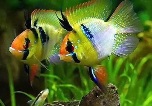 Cá Phượng Hoàng bơi giữa những cây thủy sinh