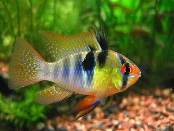 Cá Phượng Hoàng Dwarf Gourami với nhiều màu sắc pha trộn trên cơ thể