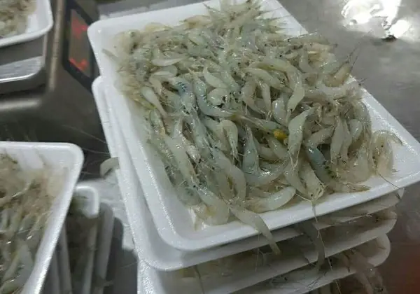 Cá Phượng Hoàng Nuôi Chung Với Cá Nào Để Bể Thủy Sinh Hòa Thuận?